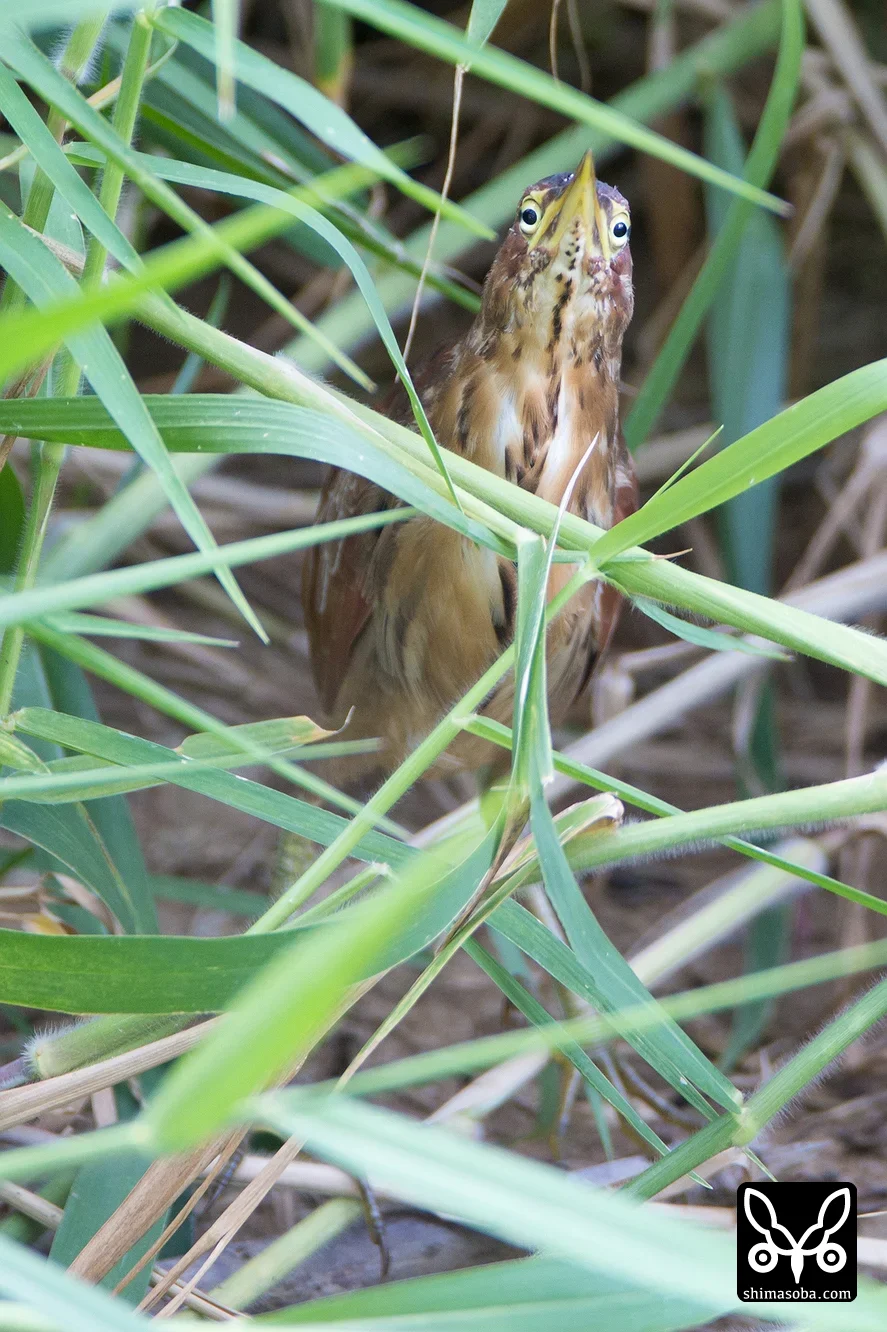 リュウキュウヨシゴイ