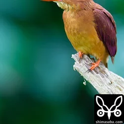 リュウキュウアカショウビン