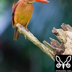 リュウキュウアカショウビン