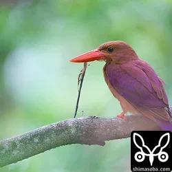 台風後、リュウキュウアカショウビン