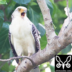 甘え鳴きをして、親鳥を呼んでいました。