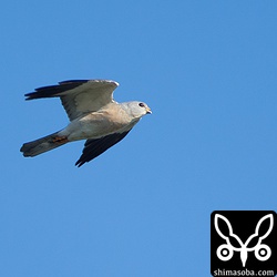 オスの成鳥。胸のオレンジが奇麗ですねー。