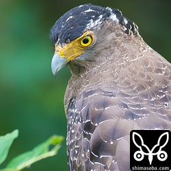 成鳥は風を避けて、木々の間にいました。