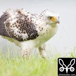強風の中カンムリワシ幼鳥と成鳥