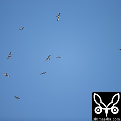 一番大きな群れは見逃しましたが、2000羽以上の渡りが観察できました。