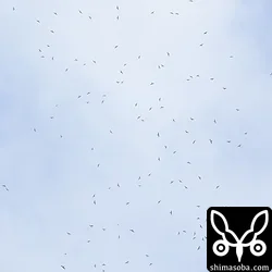 サシバ