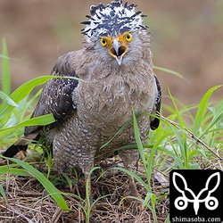 近くで他のカンムリワシの鳴き声が聞こえると応戦していましたが、押され気味でびびっていました。^^;