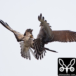 左が幼鳥のサシバで右が成鳥。圧倒的に成鳥の勝利。