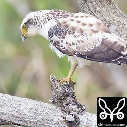 カンムリワシ幼鳥(動画あり)