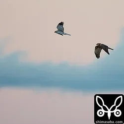 ハイイロチュウヒ