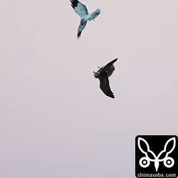 ハイイロチュウヒ