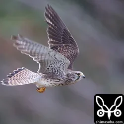 チョウゲンボウ