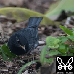 シロハラに較べるとかなり小さい。枯れ葉をひっくり返しては、小さな虫を捕まえていました。