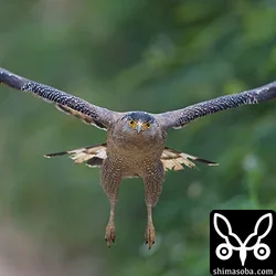 カンムリワシ
