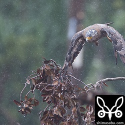 成鳥は、雨の中でも元気に餌捕り。