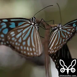 リュウキュウアサギマダラ