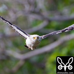 カンムリワシの幼鳥が藪から勢いよく飛び出し、頭上の枝に止まりました。
驚かさないように退散…。^^;