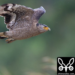 上の幼鳥を追い出しにかかるカンムリワシの成鳥。