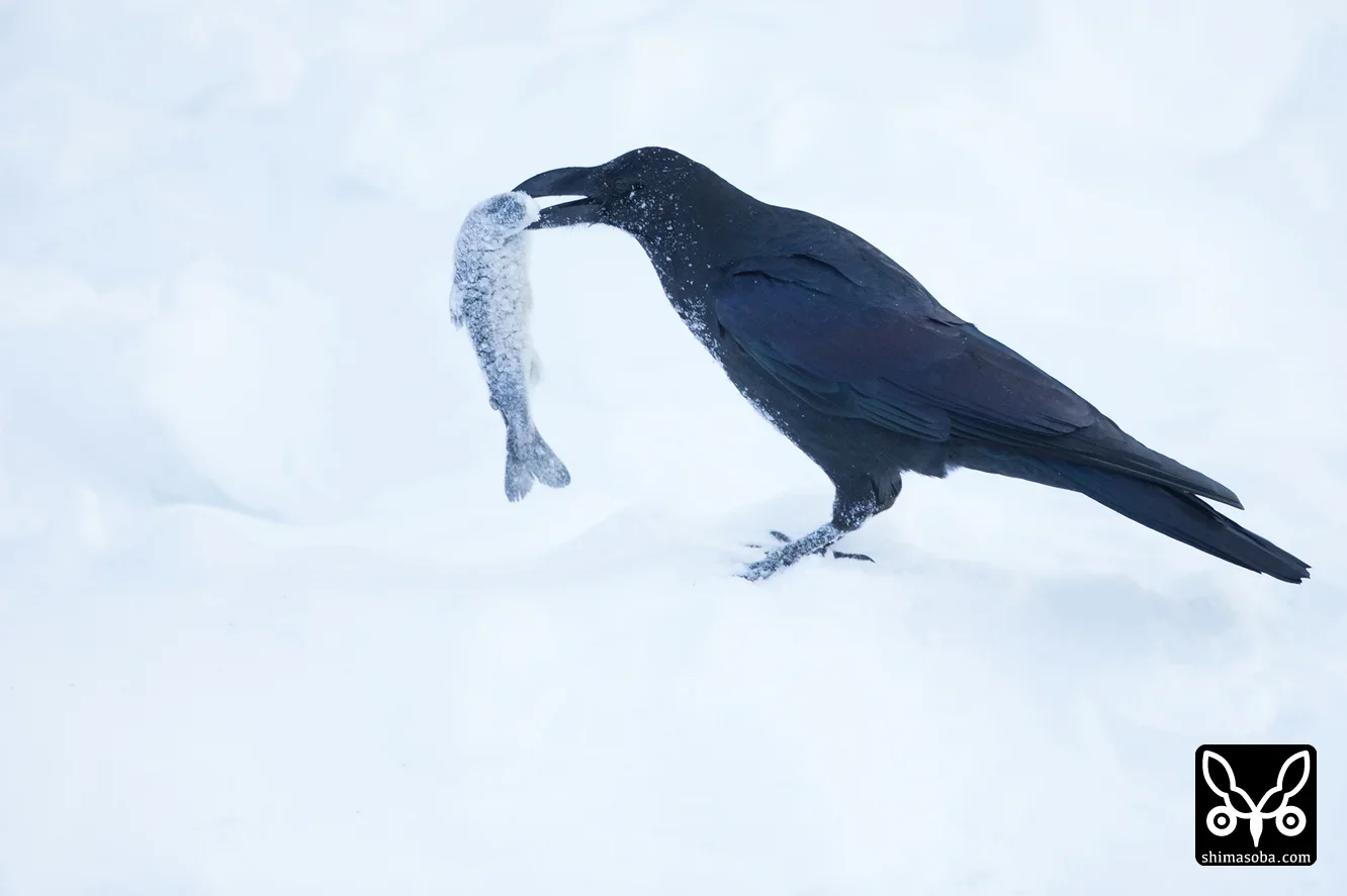 オサハシブトガラス