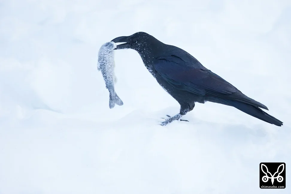 オサハシブトガラス
