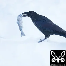 オサハシブトガラス