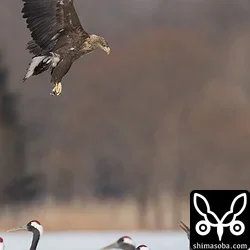 オジロワシ