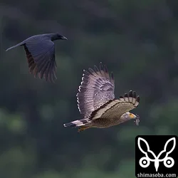 カンムリワシ
