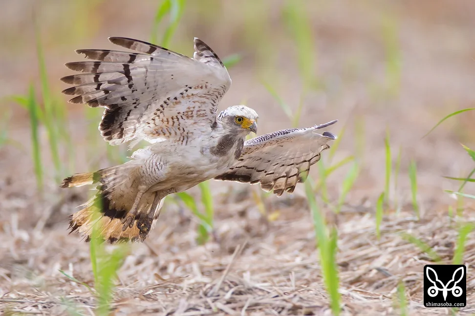 カンムリワシ