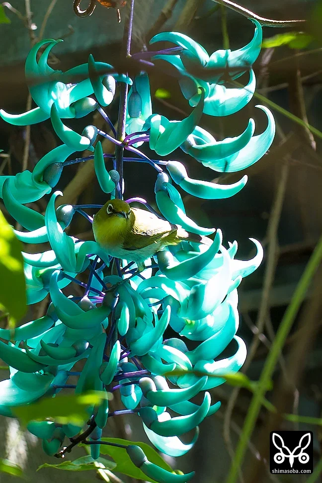 リュウキュウメジロ