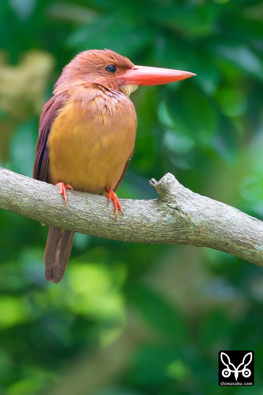 リュウキュウアカショウビン