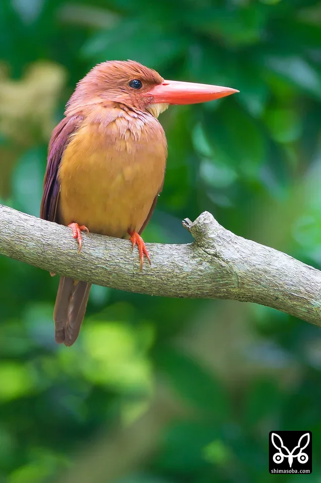 リュウキュウアカショウビン