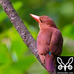 リュウキュウアカショウビン