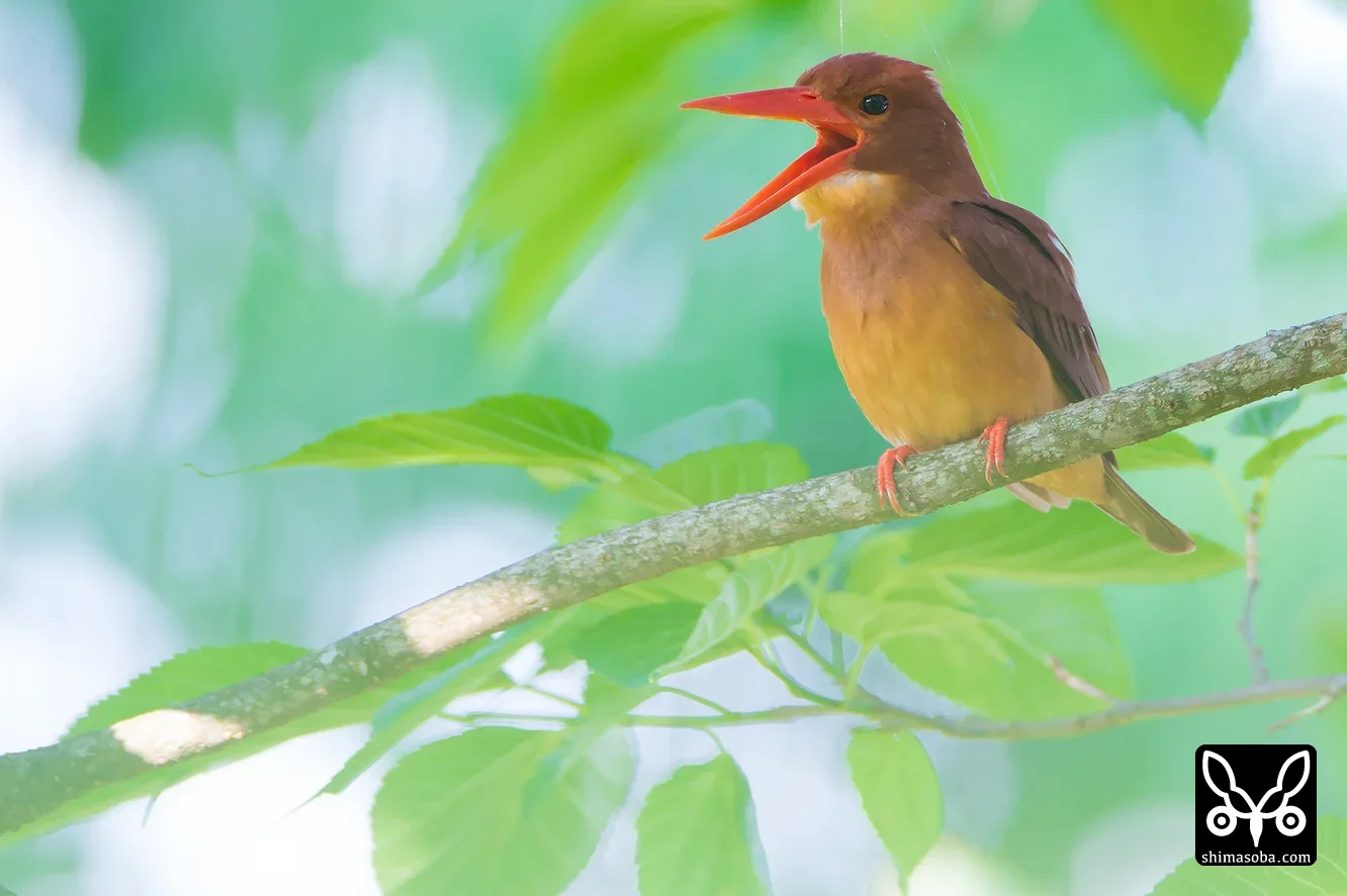 リュウキュウアカショウビン