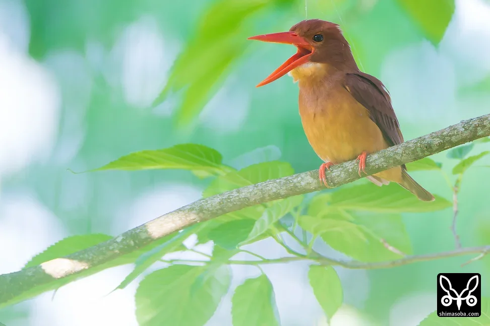 リュウキュウアカショウビン
