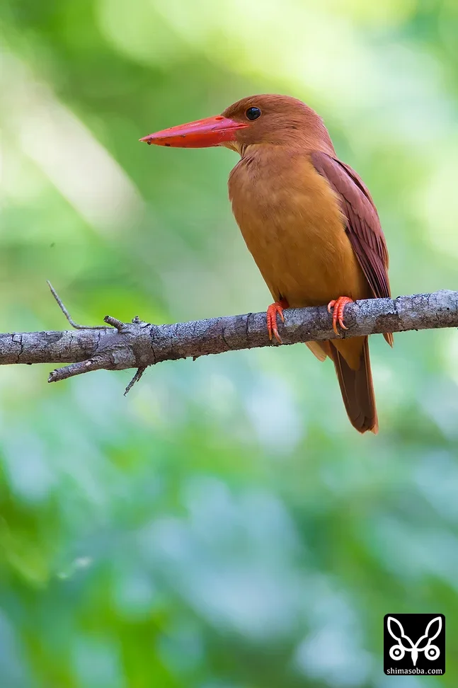 リュウキュウアカショウビン
