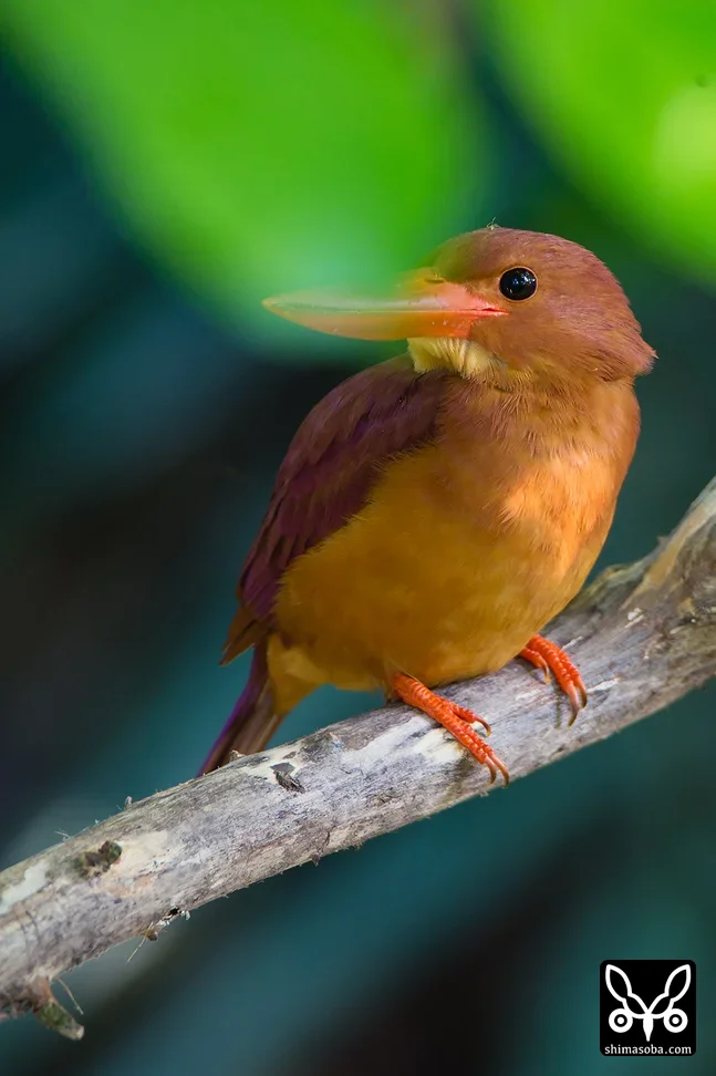 リュウキュウアカショウビン