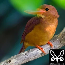 リュウキュウアカショウビン