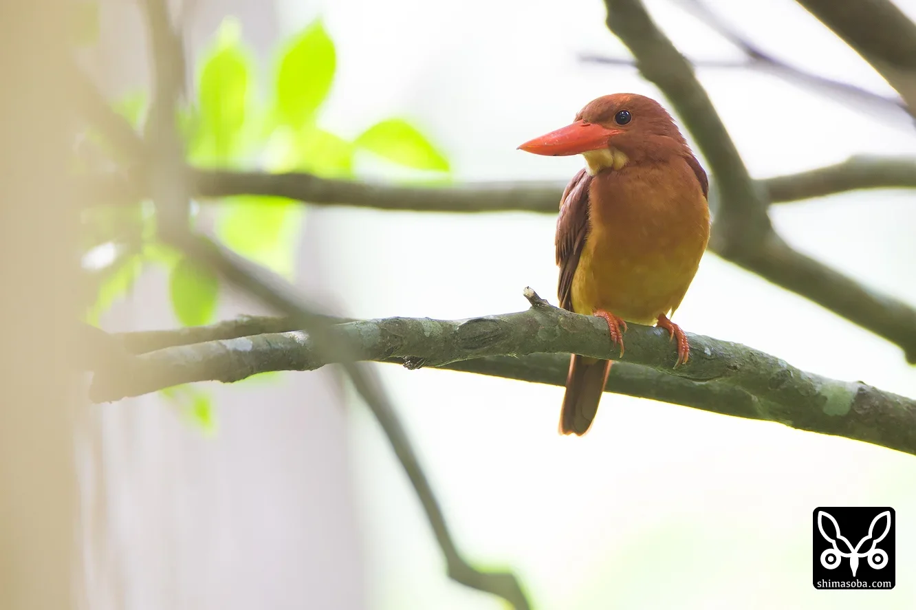 リュウキュウアカショウビン