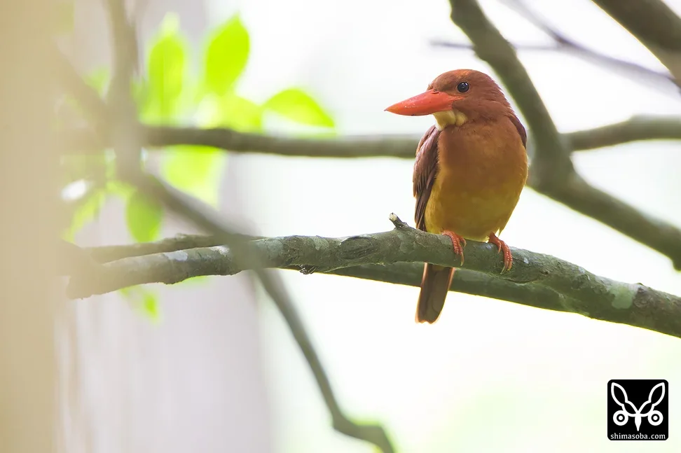 リュウキュウアカショウビン