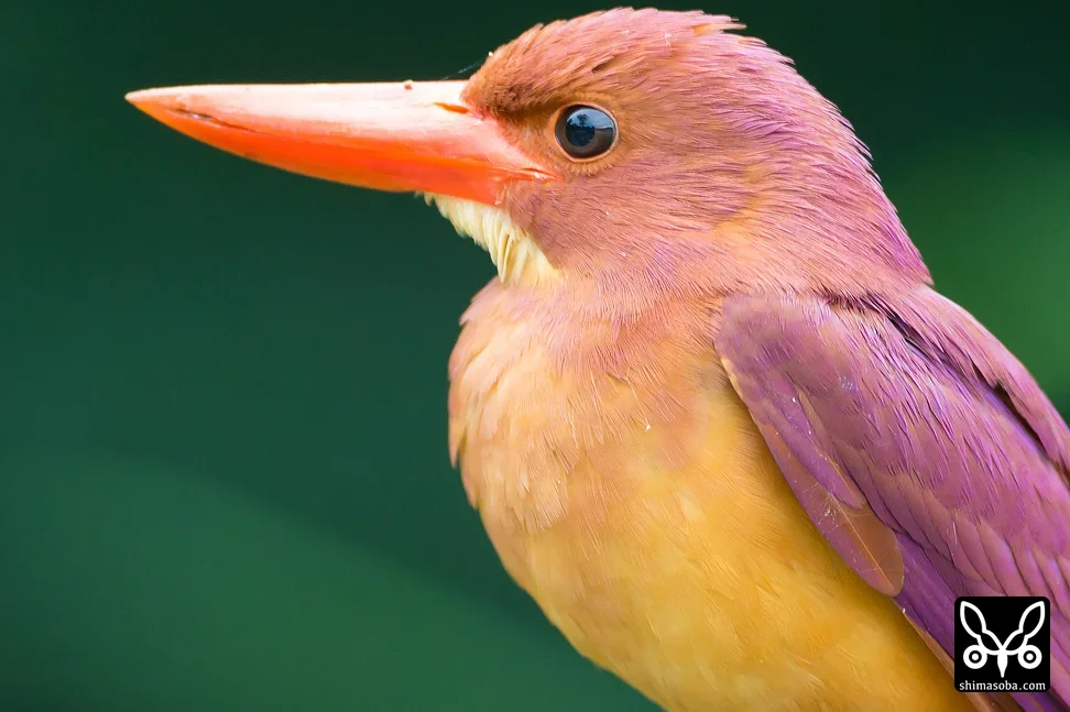 リュウキュウアカショウビン