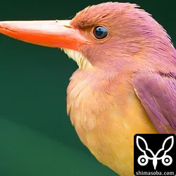 リュウキュウアカショウビン