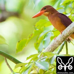 リュウキュウアカショウビン