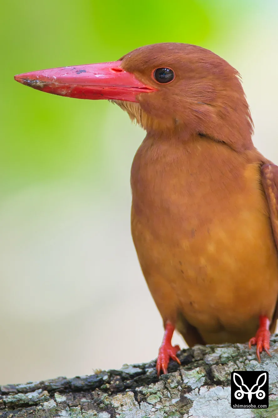 リュウキュウアカショウビン