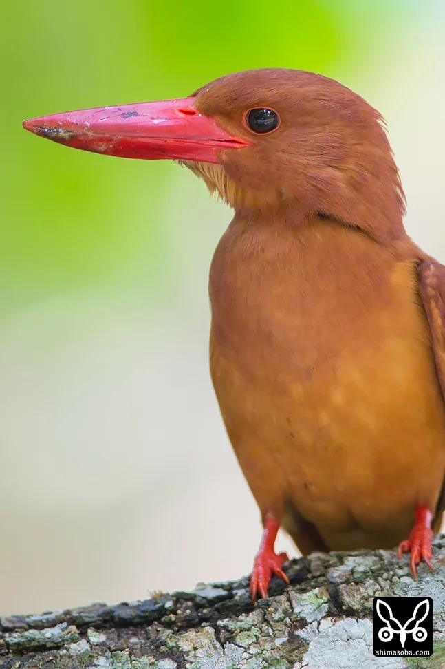 リュウキュウアカショウビン