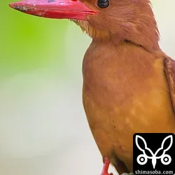リュウキュウアカショウビン