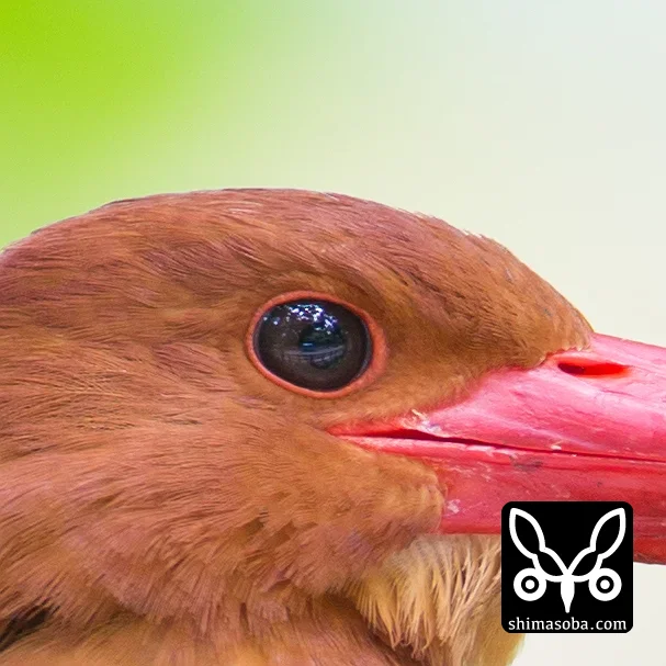 リュウキュウアカショウビン