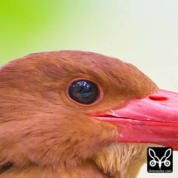 リュウキュウアカショウビン