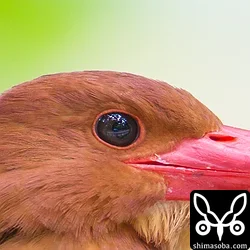 リュウキュウアカショウビン