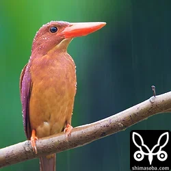 リュウキュウアカショウビン