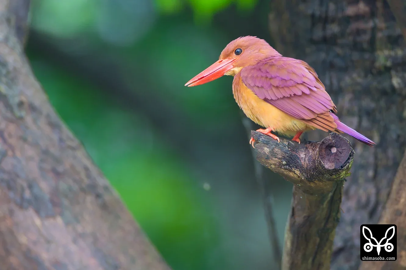 リュウキュウアカショウビン